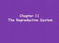 Chapter 11 The Reproductive System PowerPoint PPT Presentation