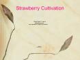 Strawberry Cultivation PowerPoint PPT Presentation