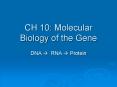 CH 10: Molecular Biology of the Gene PowerPoint PPT Presentation