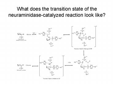 What does the transition state of the neuraminidase-catalyzed reaction look like?