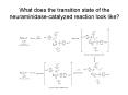 What does the transition state of the neuraminidase-catalyzed reaction look like? PowerPoint PPT Presentation