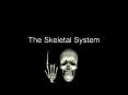 The Skeletal System PowerPoint PPT Presentation