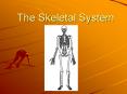 The Skeletal System PowerPoint PPT Presentation
