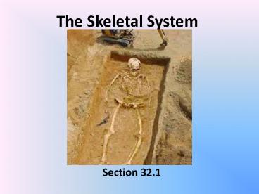 The Skeletal System