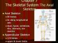 Chapter 7 The Skeletal System:The Axial Skeleton PowerPoint PPT Presentation