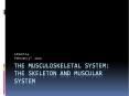The Musculoskeletal System: The Skeleton and Muscular System PowerPoint PPT Presentation