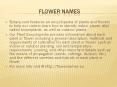 flower names PowerPoint PPT Presentation