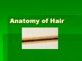 Anatomy of Hair PowerPoint PPT Presentation