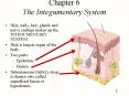 Chapter 6 The Integumentary System PowerPoint PPT Presentation