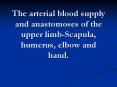 The arterial blood supply and anastomoses of the upper limb-Scapula, humerus, elbow and hand. PowerPoint PPT Presentation