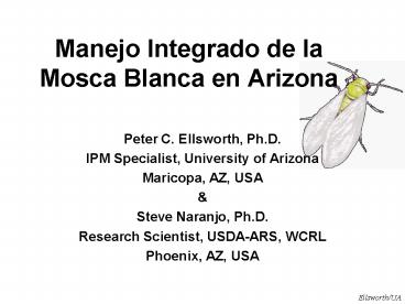 Manejo Integrado de la Mosca Blanca en Arizona