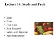 Lecture 14: Seeds and Fruit PowerPoint PPT Presentation