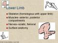 Lower Limb PowerPoint PPT Presentation