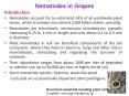 Nematodes in Grapes PowerPoint PPT Presentation