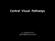 Central Visual Pathways