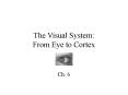 The Visual System: From Eye to Cortex PowerPoint PPT Presentation