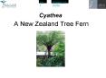 A New Zealand Tree Fern PowerPoint PPT Presentation