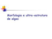 Morfologia e ultra-estrutura de algas