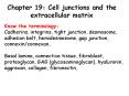 Chapter 19: Cell junctions and the extracellular matrix PowerPoint PPT Presentation