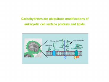 Carbohydrates are ubiquitous modifications of eukaryotic cell surface proteins and lipids.