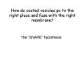 How do coated vesicles go to the right place and fuse with the right membrane? PowerPoint PPT Presentation