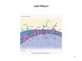 Lipid Bilayer PowerPoint PPT Presentation