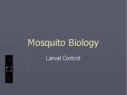Mosquito Biology