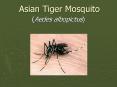 Asian Tiger Mosquito PowerPoint PPT Presentation