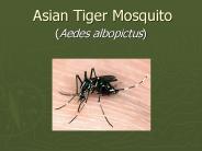 Asian Tiger Mosquito