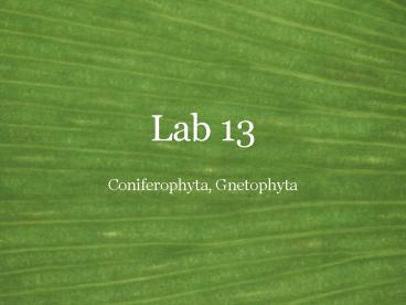 Lab 13