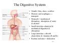 The Digestive System PowerPoint PPT Presentation