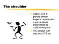 The shoulder PowerPoint PPT Presentation
