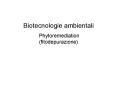 Biotecnologie ambientali  Phytoremediation (fitodepurazione) PowerPoint PPT Presentation