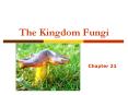 The Kingdom Fungi PowerPoint PPT Presentation