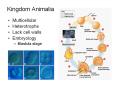 Kingdom Animalia PowerPoint PPT Presentation