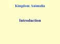 Kingdom Animalia PowerPoint PPT Presentation