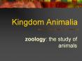 Kingdom Animalia PowerPoint PPT Presentation