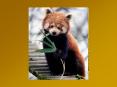 Red Panda PowerPoint PPT Presentation