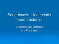 Seagrasses: Underwater Food Factories PowerPoint PPT Presentation