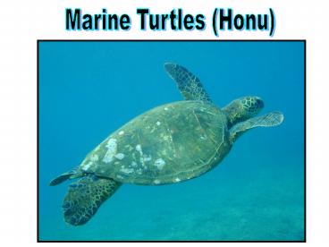 Marine Turtles (Honu)