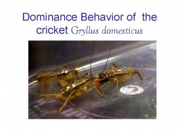 Dominance Behavior of the cricket Gryllus domesticus