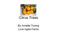 Citrus%20Trees PowerPoint PPT Presentation