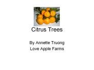 Citrus%20Trees