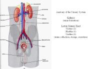 Anatomy of the Urinary System