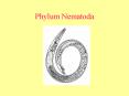 Phylum Nematoda PowerPoint PPT Presentation