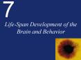 Life-Span Development of the Brain and Behavior PowerPoint PPT Presentation