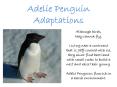 Adelie Penguin Adaptations PowerPoint PPT Presentation