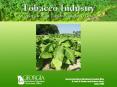 Tobacco Industry An Overview of the Tobacco Industry in Georgia PowerPoint PPT Presentation