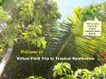 Virtual Field Trip to Tropical Rainforests PowerPoint PPT Presentation
