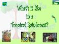 Rainforest PowerPoint PPT Presentation